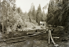 Szlovákia, Vernár, fakitermelés a község határában., 1933, Schermann Ákos, Schermann Szilárd, Csehszlovákia, Fortepan #95509