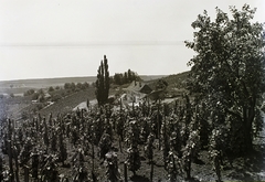 Magyarország,Balaton, Badacsony, Badacsonytomaj, középen a Szegedy Róza ház (később Irodalmi és Bormúzeum)., 1934, Schermann Ákos, Schermann Szilárd, szőlőtőke, szőlőhegy, szőlő, Fortepan #95520