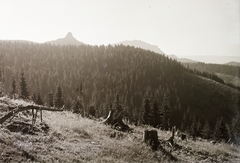 Románia,Erdély, Hagymás-hegység, a távolban balra a Csofronka, jobbra a Nagy-Hagymás., 1941, Schermann Ákos, Schermann Szilárd, látkép, fenyőerdő, Fortepan #95658