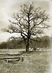 Hungary, a Pes-kő hegy közelében., 1931, Schermann Ákos, Schermann Szilárd, cattle, wood, Fortepan #95709