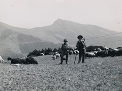 Romania,Transylvania, Radnai-havasok, a Tó-gerinc (Muntele Coasta Tăului) környéke, szemben az Ünőkő (Vârful Ineu)., 1941, Schermann Ákos, sheep, shepherd, herd, Fortepan #95737