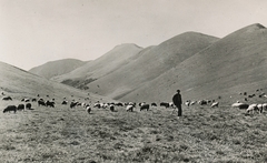 Slovakia, Kis-Fátra a Steny gerinc a Stohové nyereg felől nézve., 1939, Schermann Ákos, sheep, landscape, shepherd, herd, pasture, First Slovak Republic, Fortepan #95866