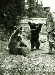 1936, Schermann Ákos, Sztehlo János, medve, Fortepan #95965