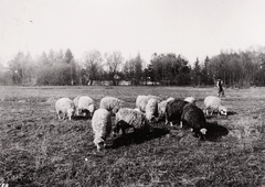 Szlovákia, Igló, a település határa., 1929, Schermann Ákos, Csehszlovákia, juh, pásztor, Fortepan #95984