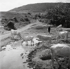 Magyarország, Tagyon, a Cserkúti-patak., 1955, Kotnyek Antal, Ráth Károly, szarvasmarha, patak, képarány: négyzetes, Fortepan #96298