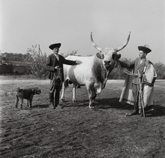 Magyarország, Budapest X., Albertirsai úti vásár területe, Országos Mezőgazdasági Kiállítás és Vásár. Az ohati állami gazdaság Kormos nevű bikája., 1954, Kotnyek Antal, Ráth Károly, Budapest, Best of, képarány: négyzetes, kutya, szarvasmarha, Fortepan #96318