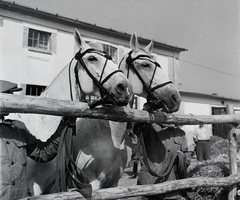 Magyarország, Budapest X., Mezőgazdasági Kiállítás az Albertirsai úti vásár területén., 1954, Kotnyek Antal, Ráth Károly, Budapest, ló, karám, Fortepan #96324