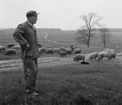 Magyarország, Kisbér, Battyány puszta, a Virágzó Termelőszövetkezet ellető kanásza., 1960, Kotnyek Antal, portré, konda, kondás, sertés, Fortepan #96464