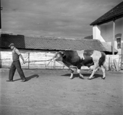 Magyarország, Mesterséges megtermékenyítő állomás., 1955, Kotnyek Antal, szarvasmarha, képarány: négyzetes, állatgondozók, Fortepan #96472