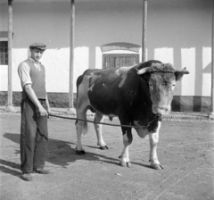 Magyarország, Mesterséges megtermékenyítő állomás., 1955, Kotnyek Antal, szarvasmarha, képarány: négyzetes, állatgondozók, Fortepan #96473