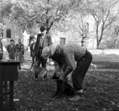 Magyarország, Szabadszentkirály, Petőfi Sándor utca, kutyák veszettség elleni beoltása a Községi Tanács (később Községháza) előtt, háttérben a Szent István király templom., 1954, Kotnyek Antal, Ráth Károly, kutya, park, életkép, asztal, póráz, oltás, gazda, kutyasétáltatás, Fortepan #96477