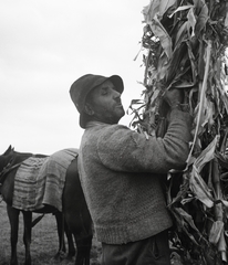 Magyarország, Bonyhád, 1954, Kotnyek Antal, kalap, ló, férfi, kukorica, Fortepan #96481