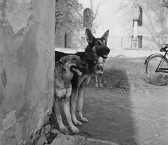 Magyarország, Szabadszentkirály, Petőfi Sándor utca, jobbra a Szent István király templom. A felvétel a kutyák veszettség elleni beoltásakor készült., 1954, Kotnyek Antal, Ráth Károly, kutya, német juhászkutya, Fortepan #96486