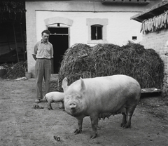 Magyarország, Bonyhád, 1954, Kotnyek Antal, sertés, kukorica, szalma, gazdaság, Fortepan #96487