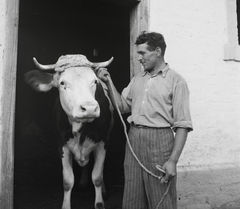 1955, Kotnyek Antal, szarvasmarha, férfi, istálló, képarány: négyzetes, állatgondozók, Fortepan #96488