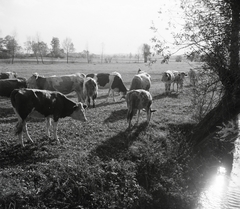 Magyarország, Bonyhád, 1954, Kotnyek Antal, szarvasmarha, vízpart, legelő, Fortepan #96489