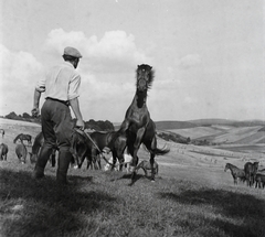 1955, Kotnyek Antal, ló, tájkép, lovaglás, lovagló pálca, csikós, ménes, legelő, képarány: négyzetes, Fortepan #96530