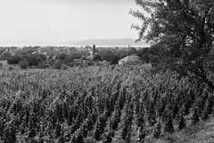 Magyarország, Balatonfüred, háttérben a Tihanyi-félsziget., 1956, Kotnyek Antal, szőlőtőke, szőlőhegy, Fortepan #96543