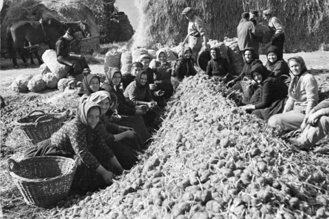 A lapcsánkától a grenadírmarsig – A burgonya rögös diadalútja a Titicaca-tótól Alsótengelicig
